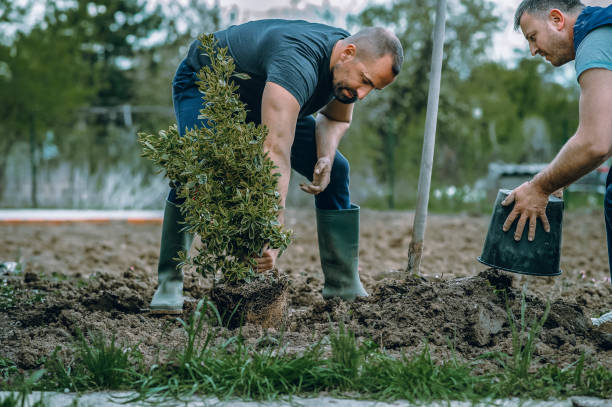 Professional Tree Service in Williamston, SC